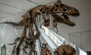 This is a photo from the inside of the Royal Ontario Museum. The photo contains a large dinosaur on display.